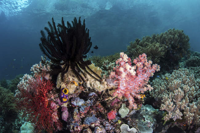 Crinoidi e coralli molli che coprono la barriera — Foto stock