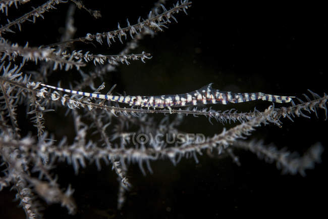 Tozeuma-Garnele auf Korallenzweig — Stockfoto
