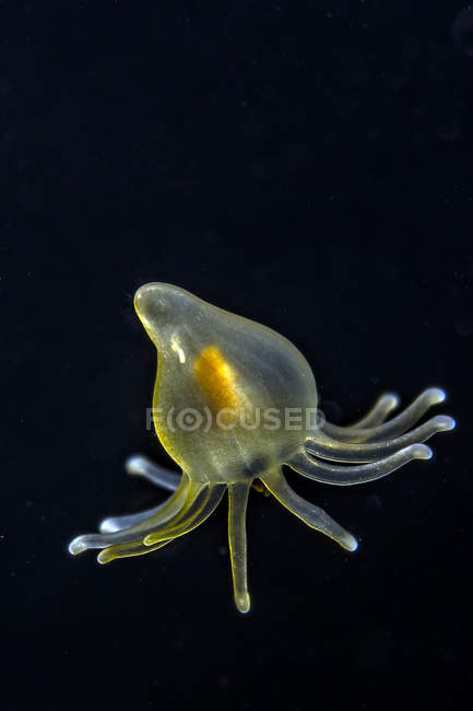 Medusas pelágicas en agua oscura - foto de stock