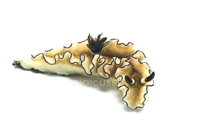 Nudibranquio marginado negro sobre blanco - foto de stock