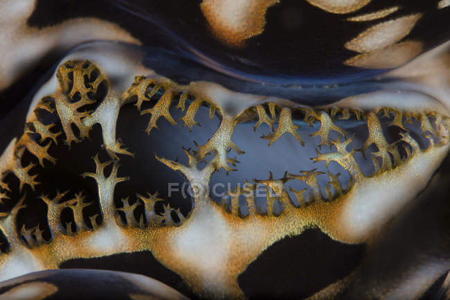 Giant clam on coral reef — Stock Photo