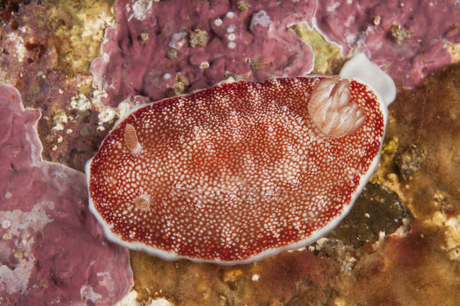 Red and white chromodoris tinctoria nudibranch — Stock Photo