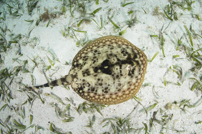 Gelber Stachelrochen liegt auf sandigem Meeresboden — Stockfoto