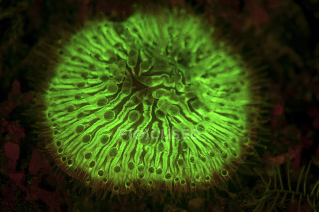 Грибной коралловый флуоресцирующий в ультрафиолетовом свете — стоковое фото