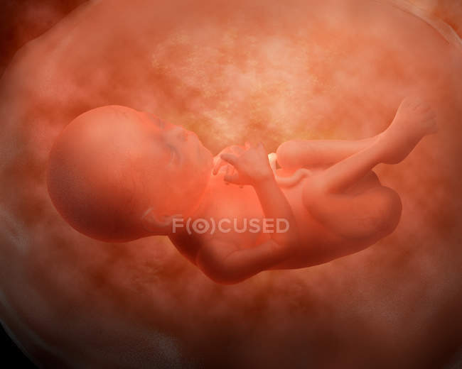 Medical illustration of fetus development — Stock Photo