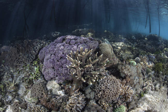 Korallen wachsen am Rande des Mangrovenwaldes — Stockfoto