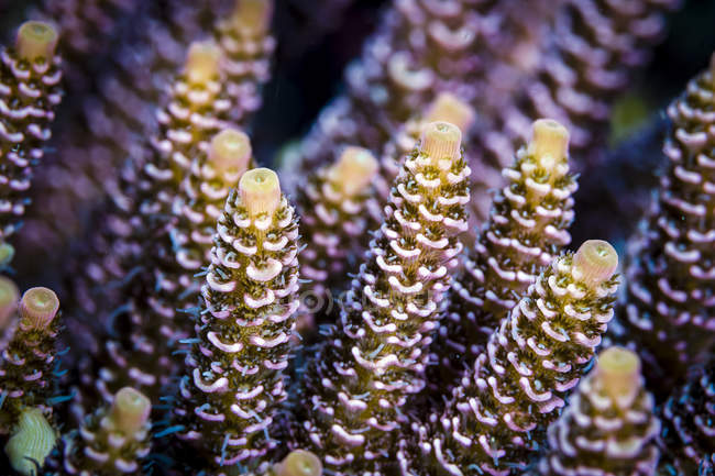 Coral colorido en el mar de Bohol - foto de stock