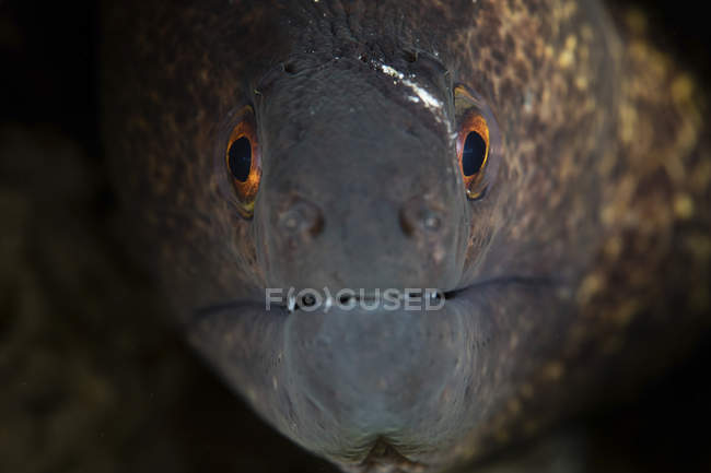 Yellow-margin moray eel closeup headshot — Stock Photo