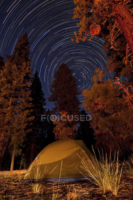 Tent and pine trees — Stock Photo