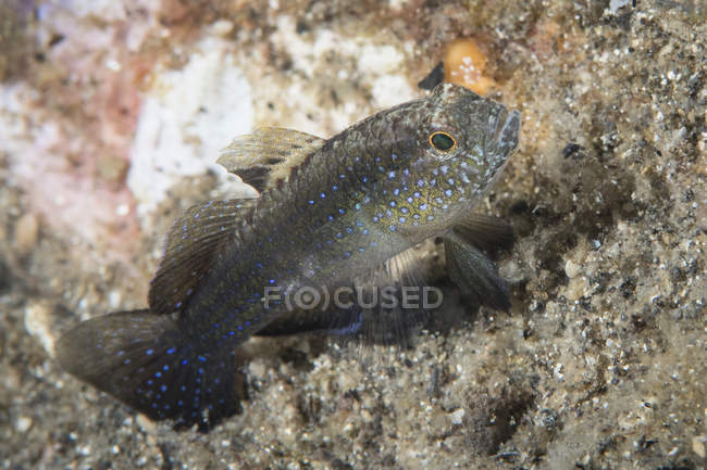 Bluedot goby en el fondo del mar - foto de stock