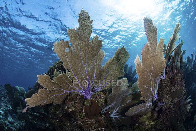 Gorgonians with reef-building corals on reef — Stock Photo