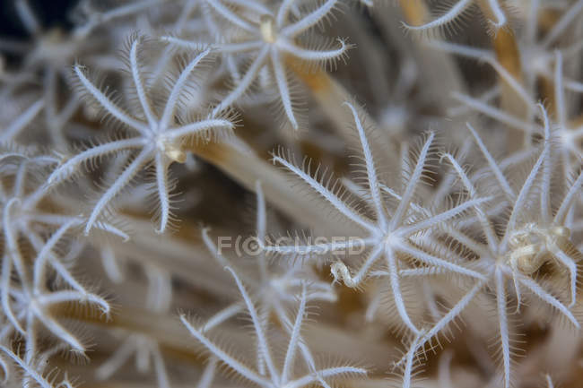 Мягкие коралловые полипы крупным планом — стоковое фото