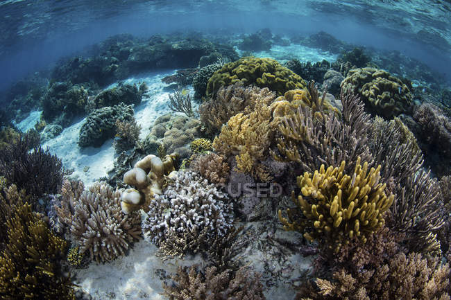 Récif plein de coraux mous — Photo de stock