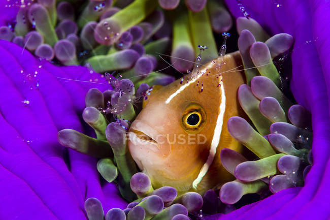 Pesce anemone rosa con gamberetti anemone Sarasvati — Foto stock
