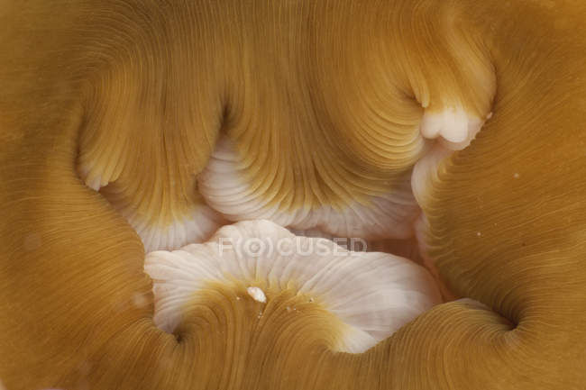 Mouth of beige and white anemone — Stock Photo
