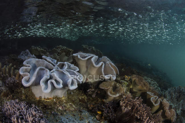 Silberlinge schwimmen über Weichkorallen — Stockfoto