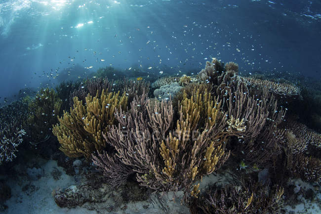 Риба зграя над кораловим рифом — стокове фото