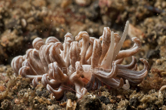 Tiro nudibranch close-up movido a energia solar — Fotografia de Stock