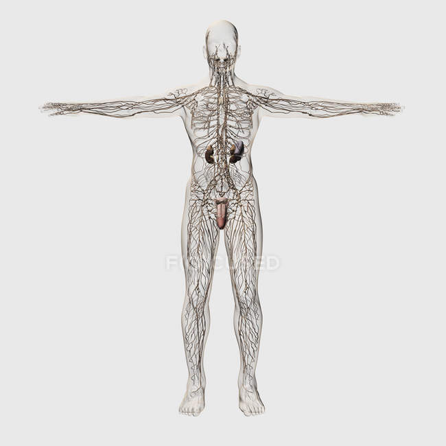 Illustrazione medica tridimensionale del sistema linfatico maschile e degli organi riproduttivi — Foto stock