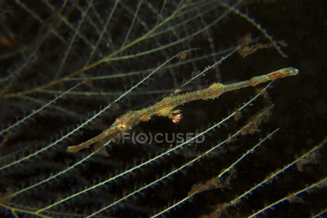Yellow juvenile ghost pipefish with white hydroids on background, Indonesia — Stock Photo