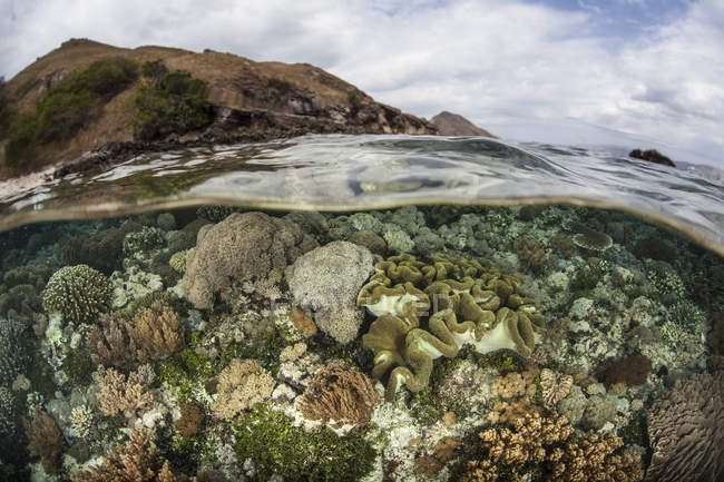 Arrecife de coral en aguas poco profundas - foto de stock