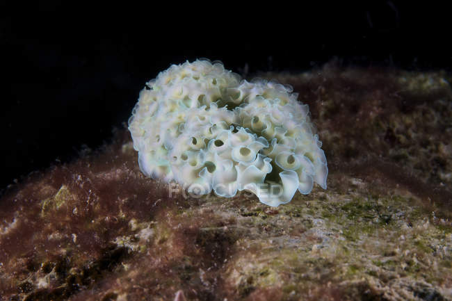 Elfa crispata sea slug — стоковое фото