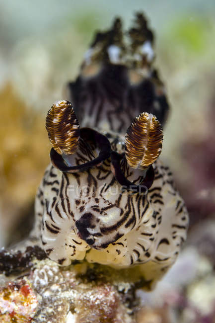 Vermelho-forrado Jorunna nudibranch — Fotografia de Stock