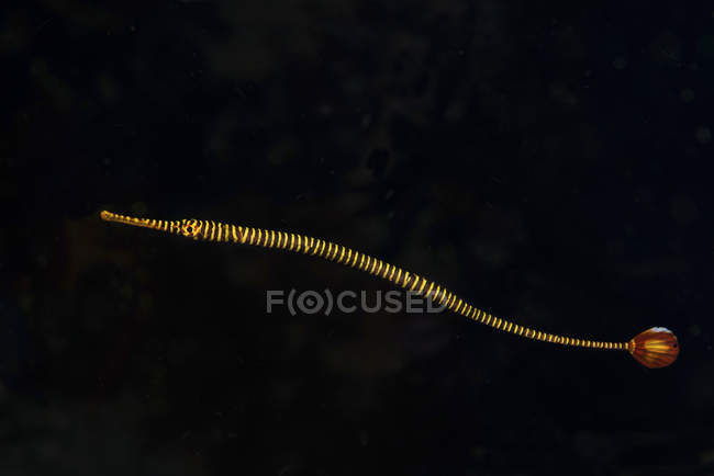 Banded pipefish hovering in dark water — Stock Photo