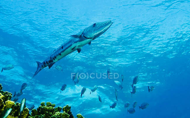 Gran barracuda nadando por encima del arrecife de coral - foto de stock