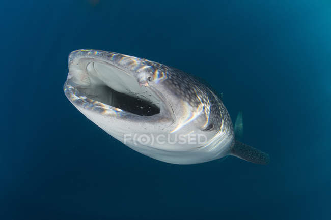 Whale shark with opened mouth — Stock Photo