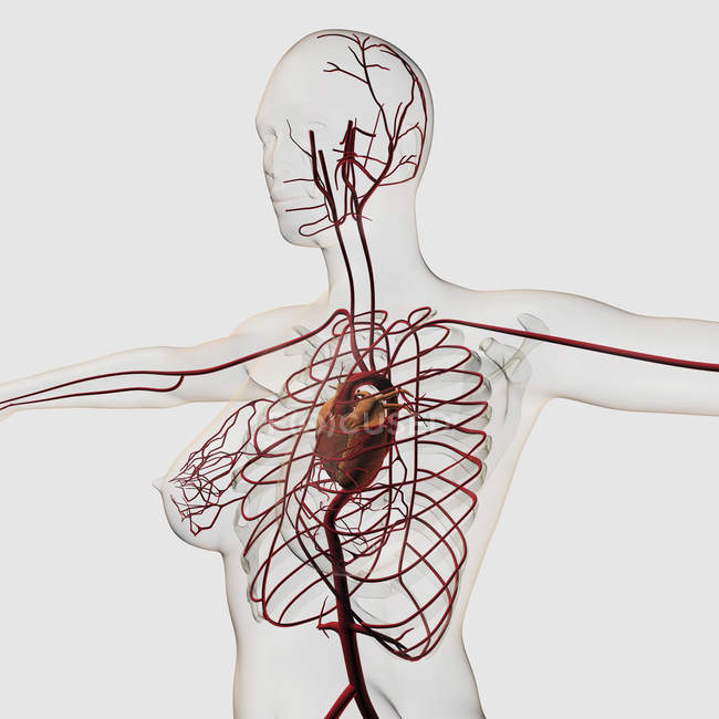 Медицинская иллюстрация женской кровеносной системы с сердцем — стоковое фото