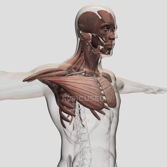 Anatomy of male muscles in upper body — Stock Photo