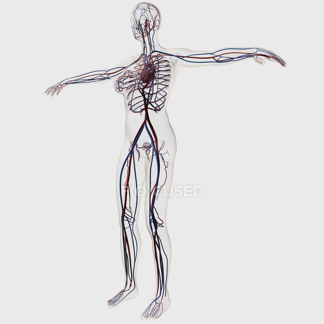 Medical illustration of female circulatory system — Stock Photo