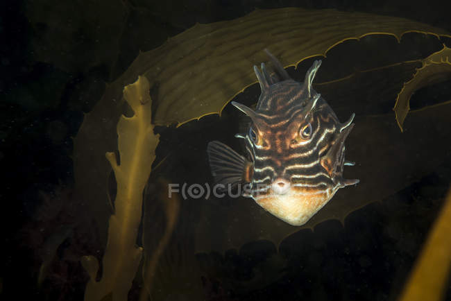 Shaw cowfish em água escura — Fotografia de Stock