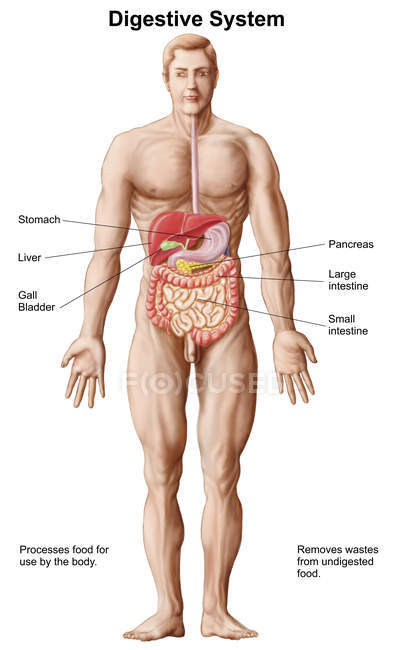 Медична ілюстрація травної системи людини з етикетками — стокове фото