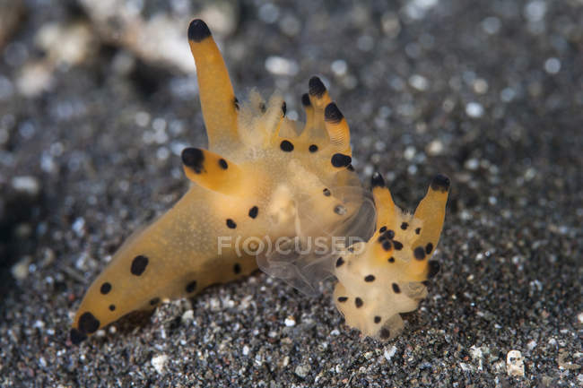 Par de nudibranquios sobre fondo de mar arenoso - foto de stock