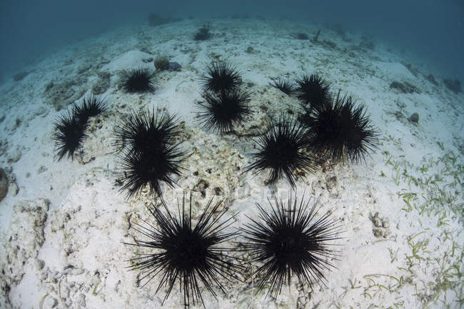 Erizos espinosos negros sobre fondo de mar arenoso - foto de stock