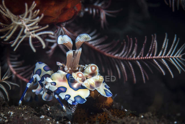 Crevettes arlequines dans l'habitat naturel — Photo de stock