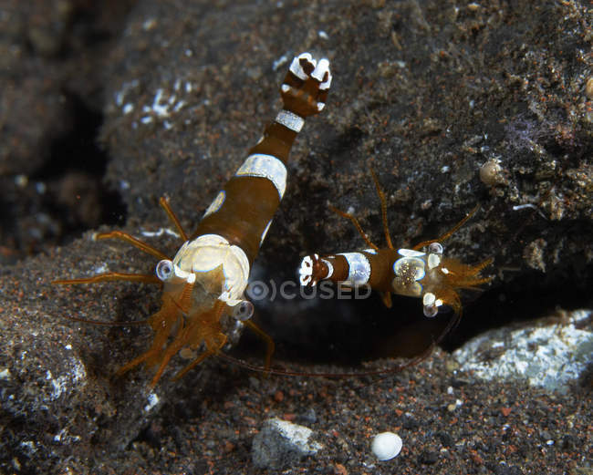 Thor amboinensis shrimps on brown rocks — Stock Photo