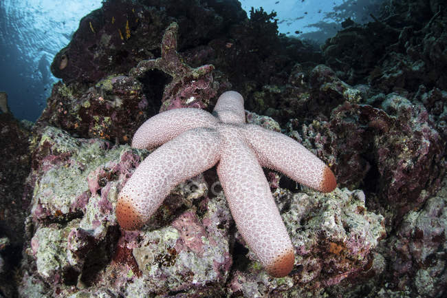 Fat starfish clinging to reef — Stock Photo