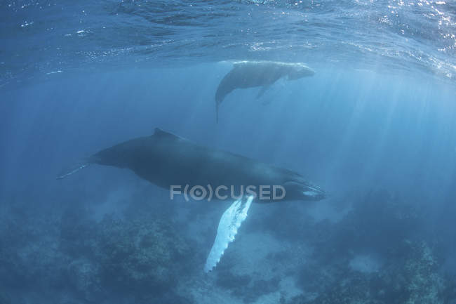 Balene megattere che nuotano in acqua blu — Foto stock