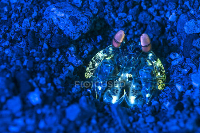 Gottesanbeterin Garnelen mit Fluoreszenzlicht — Stockfoto