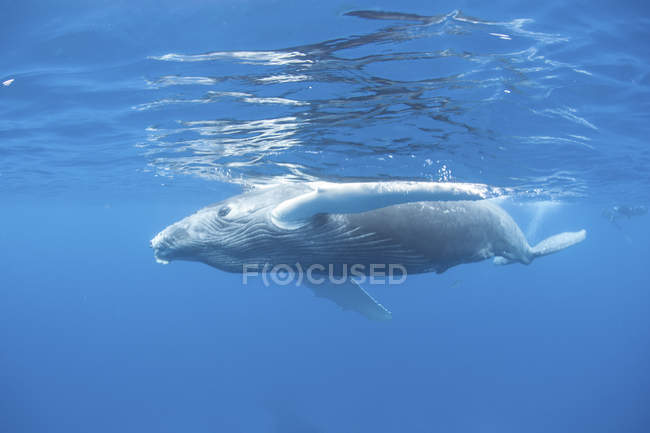 Горбатий кит біля поверхні води — стокове фото