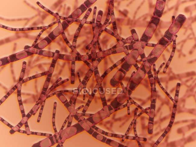 Visão microscópica de Bacillus anthracis bacteriophyta — Fotografia de Stock