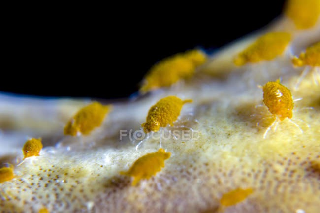 Isópodos amarillos esponja - foto de stock