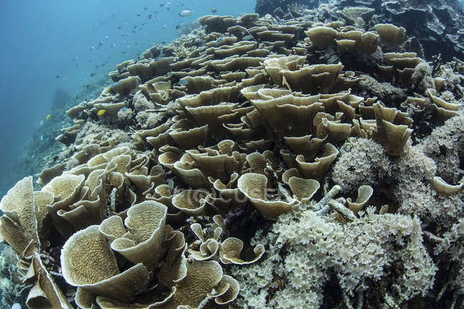 Corais foliosos na encosta dos recifes — Fotografia de Stock