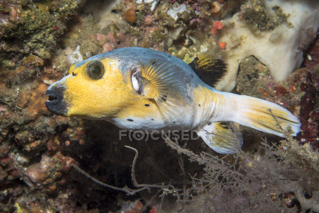 Pesce palla maculato vicino alla barriera corallina — Foto stock