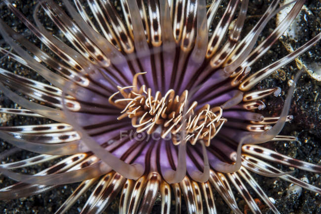 Anêmona tubo colorido no fundo arenoso — Fotografia de Stock
