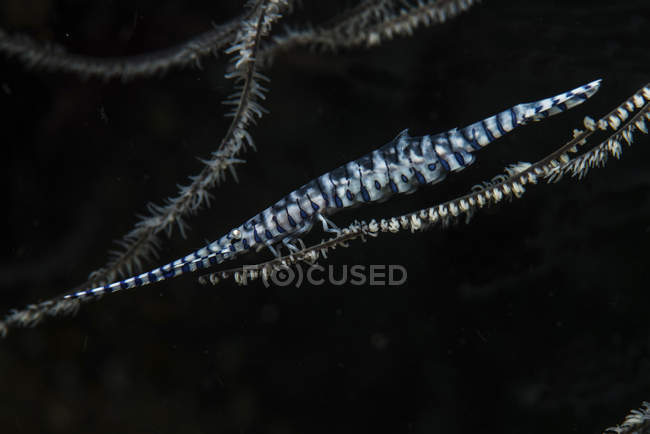 Тозеума креветки чіпляються до м'якого коралу — стокове фото