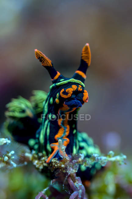 Procurando Nembrotha nudibranch — Fotografia de Stock